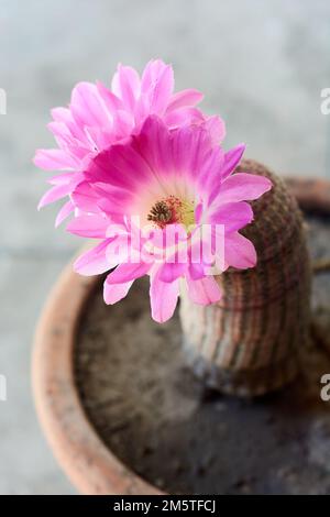 Vertikale Aufnahme grosser rosa Blüten des Kaktus Echinocereus rigidissimus. Stockfoto