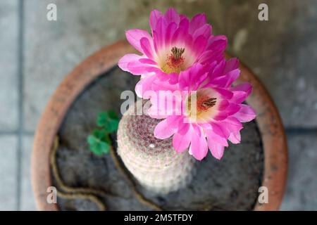 Horizontalaufnahme grosser rosafarbener Blüten des Kaktus Echinocereus rigidissimus. Stockfoto