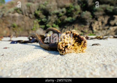 Seetang wurde am Ufer von Gibson Beach im Point Lobos Natural Reserve bei Carmel, Kalifornien, angespült; Seetang und Nahaufnahme. Stockfoto