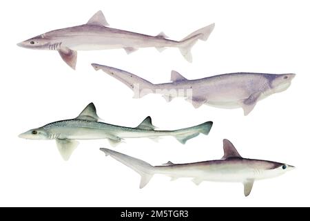 Haie Unterwasserwelt Vektor antikes Zeichnungsset Stock Vektor