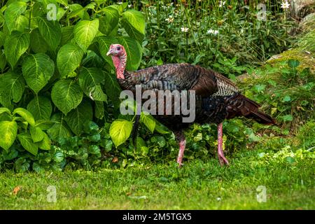 Ein wilder truthahn in Phillipston, Massachusetts Stockfoto