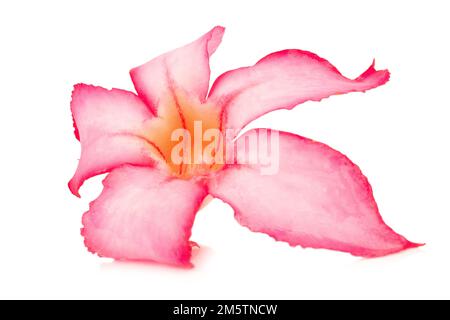 Blume Wüste Rose rosa Bigononia isoliert auf weißem Hintergrund. Stockfoto