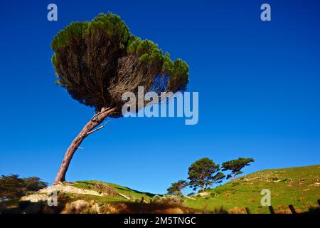 Der Baum - Token eines Typs. Baum - Universalpflanze in allen Arten und Formen. Stockfoto