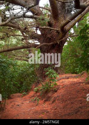 Der Baum - Token eines Typs. Baum - Universalpflanze in allen Arten und Formen. Stockfoto