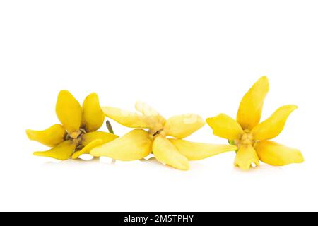 Blütenklettern Ylang-Ylang, Klettern ilang-ilang, Manorangini, Hara-champa kantali champa isoliert auf weißem Hintergrund. Stockfoto