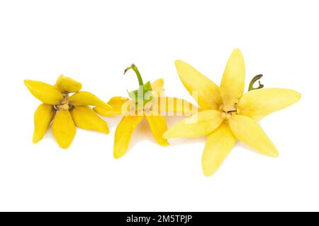 Blütenklettern Ylang-Ylang, Klettern ilang-ilang, Manorangini, Hara-champa kantali champa isoliert auf weißem Hintergrund. Stockfoto