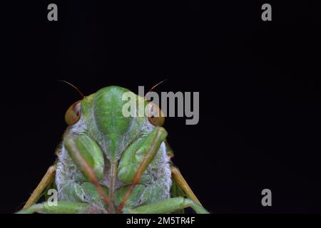 Nahaufnahme von Cicadas Gesicht. Stockfoto