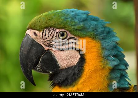 Nahaufnahme des bunten Vogelgesichts. Java, Indonesien Stockfoto