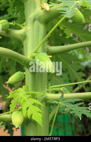 Kleine Papaya-Blüten, die von Blumen bis hin zu Papaya wachsen, können zum Kochen sowohl herzhafter als auch süßer Gerichte verwendet werden Stockfoto