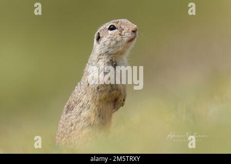 Ein flacher Fokus von einem stehenden, gesprenkelten Eichhörnchen an einem sonnigen Tag mit unscharfem Hintergrund Stockfoto