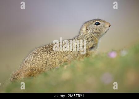 Ein flacher Fokus eines gefleckten Eichhörnchens mit unscharfem Hintergrund Stockfoto