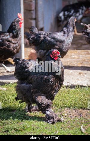 Ein selektiver Fokus auf ein schwarzes Brahma-Huhn, das an einem sonnigen Tag auf dem grünen Gras der Farm läuft Stockfoto