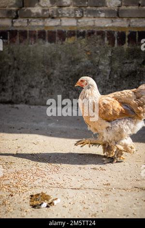 Ein Brahma-Huhn, das an einem sonnigen Tag auf dem Boden der Farm herumläuft Stockfoto