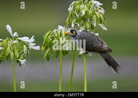 Ein australischer Noisy Miner - Manorina melanocephala - Vogel, der an einer weißen Agapanthus-Blume hängt und nach Nektar sucht, in sanftem, bedecktem Licht Stockfoto