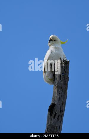 Ein australischer Kakadu-Kakadu-Cacatua galerita-Vogel, hoch oben auf einem alten Baumstumpf an einem blauen Himmel, der vor die Kamera schaut Stockfoto