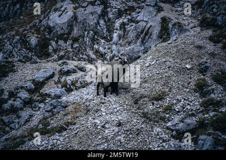 Nahaufnahme eines Schafes an der Schlucht auf der Zugspitze in Deutschland Stockfoto