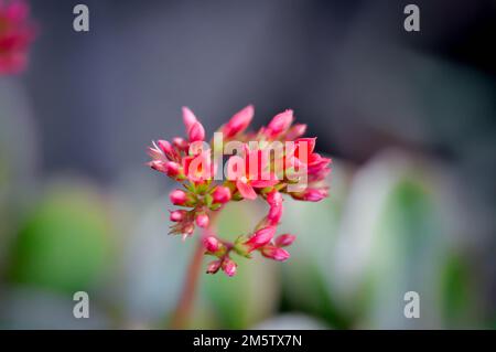 Kalanchoe blossfeldiana Poelln, Kalanchoe blossfeldiana oder Flaming Katy oder Kalanchoe oder CRASSULACEAE Pflanze Stockfoto