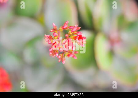 Kalanchoe blossfeldiana Poelln, Kalanchoe blossfeldiana oder Flaming Katy oder Kalanchoe oder CRASSULACEAE Pflanze Stockfoto