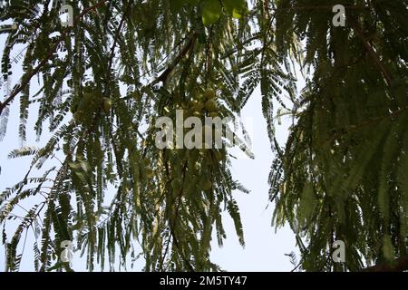 Indische Stachelbeere (Phyllanthus emblica) Früchte auf einem Baum: (Pix Sanjiv Shukla) Stockfoto