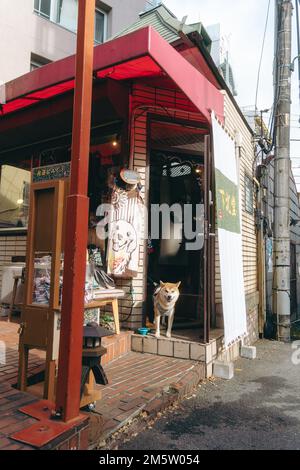 Ein Shiba Inu „Store Manager“ begrüßt die Gäste am Eingang Stockfoto