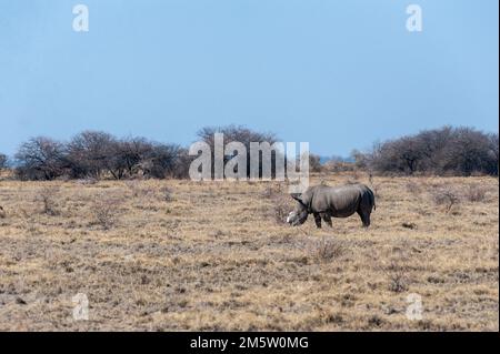 Ein einsamer enthornt Schwarzes Nashorn - Diceros bicornis occidentalis - Beweidung in Etosha National Park, Namibia. Schwarze Nashörner sind durch Wilderei stark bedroht. Die Hupe wird entfernt, um die WILDERER von der Tötung der Tiere zu stoppen. Stockfoto
