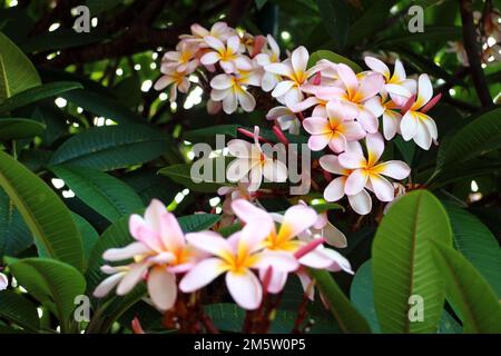 Rosa Frangipani-Blumenstrauch in Brisbane, Australien Stockfoto