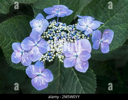 Nahaufnahme einer Gruppe blauer und weißer Hortensien, die sich gerade zu öffnen beginnen und viele ungeöffnete Knospen auf dunkelgrünen Blättern zeigen Stockfoto