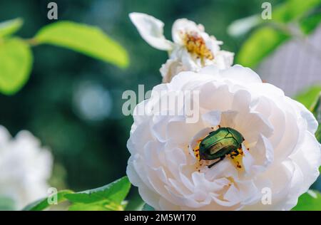 Schließen Sie Cetonia aurata oder den grünen Rosenscheuerschutz, einen Käfer auf einer blühenden weißen Rosenblume. Stockfoto