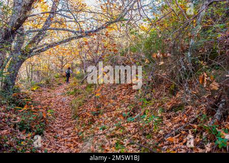 Trekker wandert durch Kichernusswald. Magischer Herbst im Ambroz Valley, Extremadura, Spanien Stockfoto