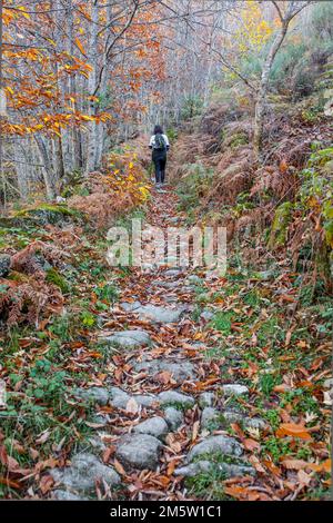 Trekker wandert durch Kichernusswald. Magischer Herbst im Ambroz Valley, Extremadura, Spanien Stockfoto