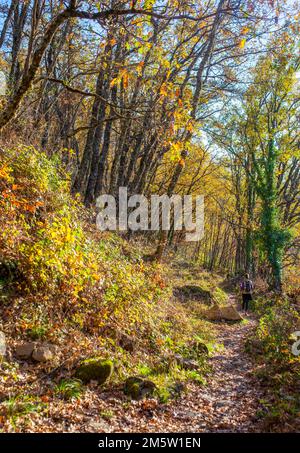 Trekker wandert durch Kichernusswald. Magischer Herbst im Ambroz Valley, Extremadura, Spanien Stockfoto