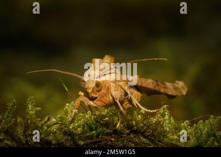 Detaillierte nächtliche Nahaufnahme einer Eulenmotte, Phlogophora meticulosa, die auf grünem Moos sitzt Stockfoto