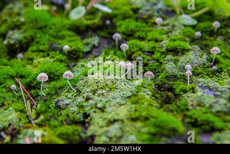 Kleine Pilze, die zwischen Navelworts auf nassgrüner Baumrinde wachsen. Nahaufnahme Stockfoto