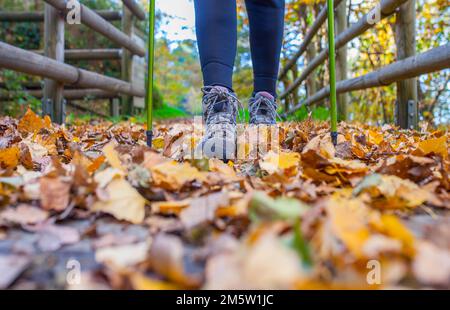 Trekker wandert durch Kichernusswald. Magischer Herbst im Ambroz Valley, Extremadura, Spanien Stockfoto