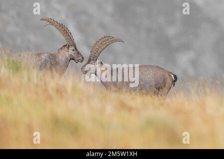 Ibexes männlich in der Herbstsaison (Capra ibex) Stockfoto