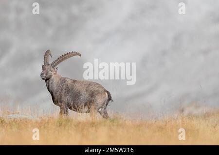 Das mächtige alpine Ibex Männchen, feines Kunstporträt (Capra ibex) Stockfoto