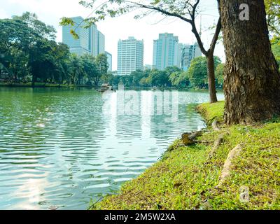 Wassermonitore im Wohnraumpark zwischen Geschäftsgebäuden im Lumpini Park, Bangkok, Thailand Stockfoto