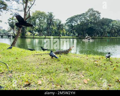 Wassermonitore im Wohnraumpark zwischen Geschäftsgebäuden im Lumpini Park, Bangkok, Thailand Stockfoto