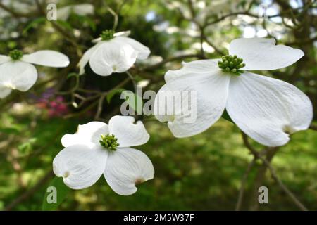 Blühender Hundewald, Cornus Florida, weiße Blumen auf einem Ast, einfache vier Blütenblätter, dekorativer Strauch Stockfoto