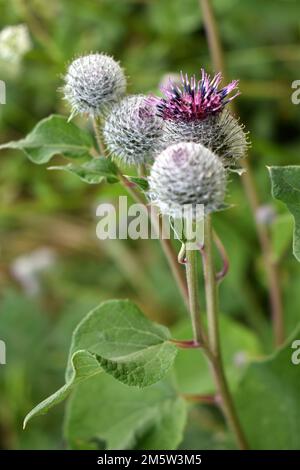 Blühender großer Burdock (Arctium lappa) mit Knospen und großen Blättern auf grünem Hintergrund Stockfoto