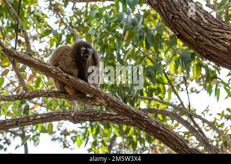 Red Lemur - Eulemur rufus, Tsingy de Behamara, Madagaskar, süßer Primat aus Madagaskar Trockenwald. Stockfoto