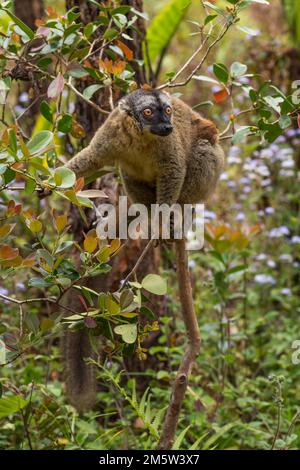 Red Lemur - Eulemur rufus, Tsingy de Behamara, Madagaskar, süßer Primat aus Madagaskar Trockenwald. Stockfoto