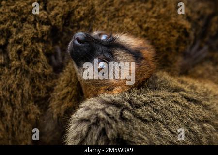 Red Lemur - Eulemur rufus, Tsingy de Behamara, Madagaskar, süßer Primat aus Madagaskar Trockenwald. Stockfoto