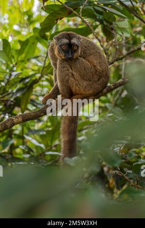 Red Lemur - Eulemur rufus, Tsingy de Behamara, Madagaskar, süßer Primat aus Madagaskar Trockenwald. Stockfoto