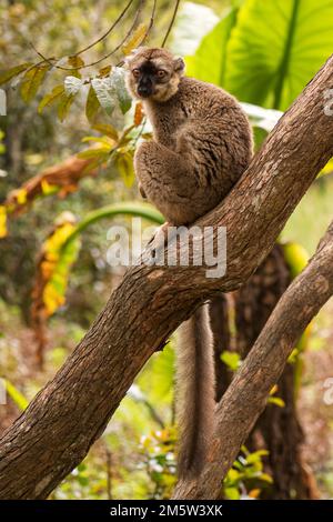 Red Lemur - Eulemur rufus, Tsingy de Behamara, Madagaskar, süßer Primat aus Madagaskar Trockenwald. Stockfoto