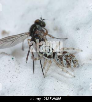 Springspinne, Familie Salticidae. Eine Spinne, die ihre gejagte Beute frisst, eine Fliege an der Wand des Hauses. Stockfoto