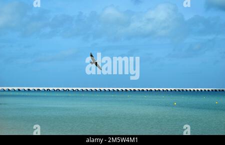 Ein Pelikan, der mit seinen Flügeln am Strand über das Meer fliegt, mit einem langen Pier im Hintergrund in der Nähe der Stadt Progreso am Golf Stockfoto