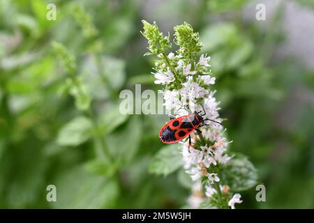 Das Glühwürmchen, Pyrrhocoris apterus, ist ein Insekt der Glühwürmchen-Familie auf Minzblumen, wild in Europa Stockfoto