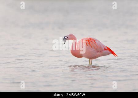 Chilenischer Flamingo (Phoenicopterus chilensis) auf der Suche nach Futter im See, Niederlande Stockfoto