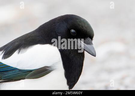 Eurasisches Magpie (Pica pica) Portrait, Zeeland, Niederlande Stockfoto